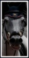 /album/equitation/mg-3173tete-jpg/