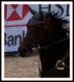 /album/equitation/mg-3295rec-jpg/