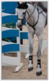 /album/equitation/mg-3703ret-jpg/