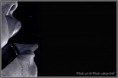 /album/annick/mg-7519-jpg/